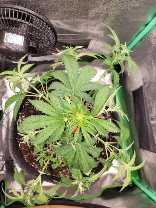 Maybe run for AWC?. Week 4 - LST