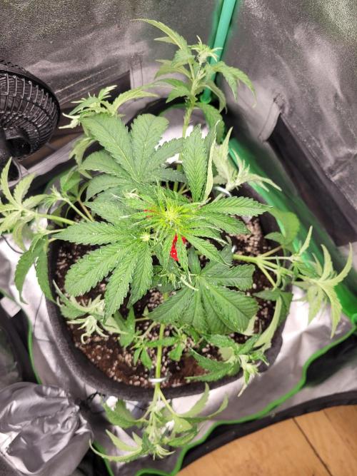 Maybe run for AWC?. Week 4 - LST