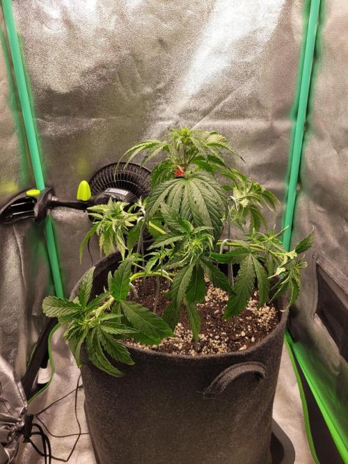 Maybe run for AWC?. Week 4 - LST