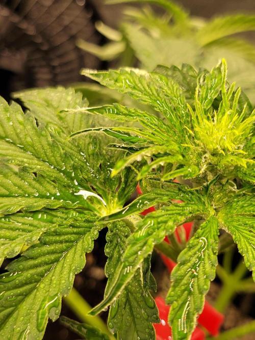 Maybe run for AWC?. Week 4 - Boom Spray