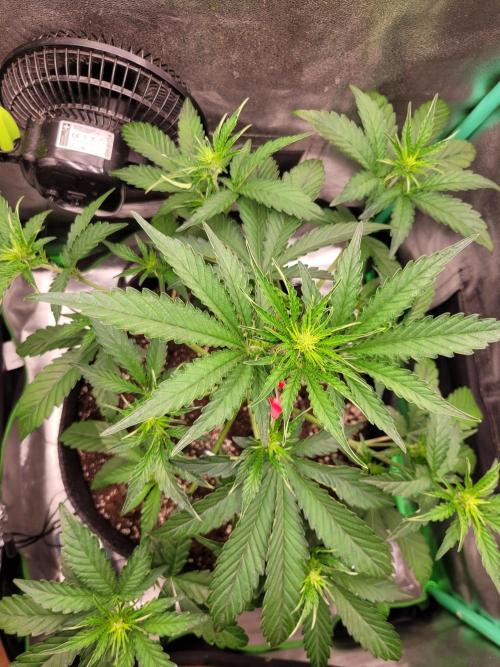 Maybe run for AWC?. Week 4 - 1 day after