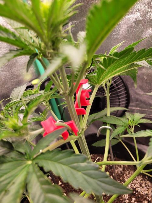 Maybe run for AWC?. Week 4 - clips