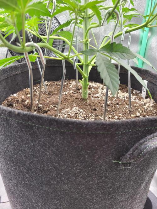 Maybe run for AWC?. Week 4 - hooks