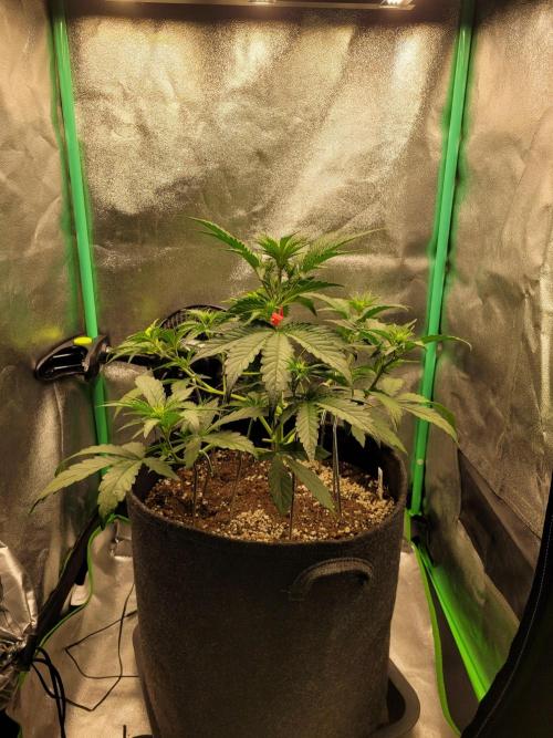 Maybe run for AWC?. Week 4