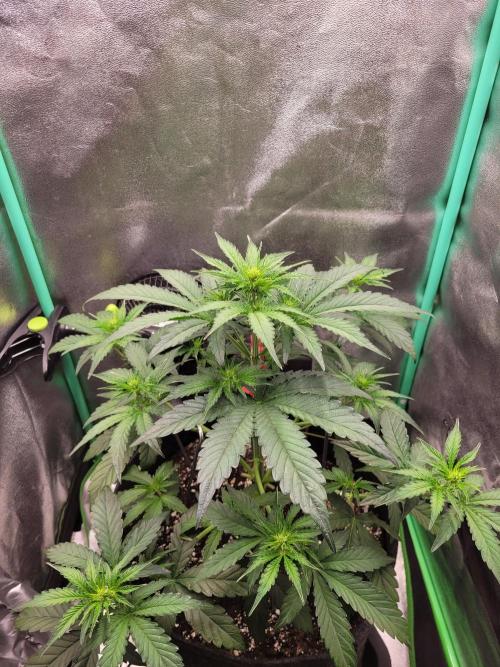 Maybe run for AWC?. Week 4 - 2 days after atm