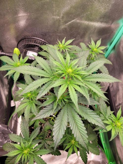 Maybe run for AWC?. Week 4 - 2 days after, atm