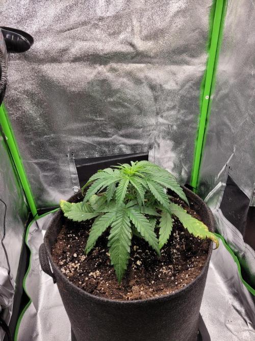 Lets grow some Honey Hash :). Week 4