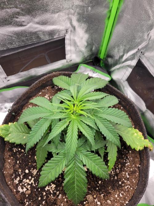 Lets grow some Honey Hash :). Week 4