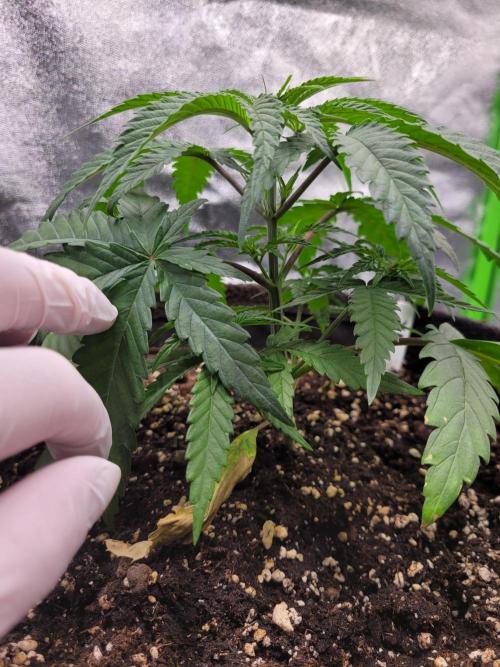 Lets grow some Honey Hash :). Week 4