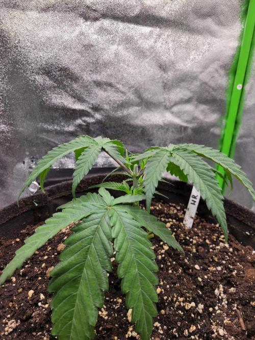 Lets grow some Honey Hash :). Week 4 - topping