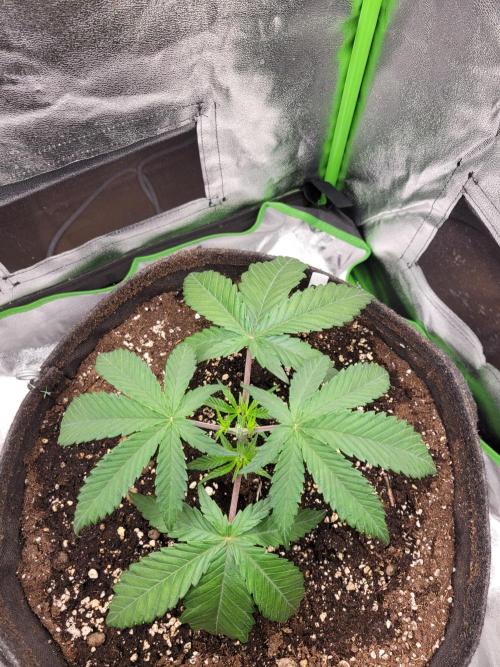 Lets grow some Honey Hash :). Week 4