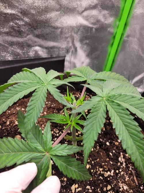 Lets grow some Honey Hash :). Week 4