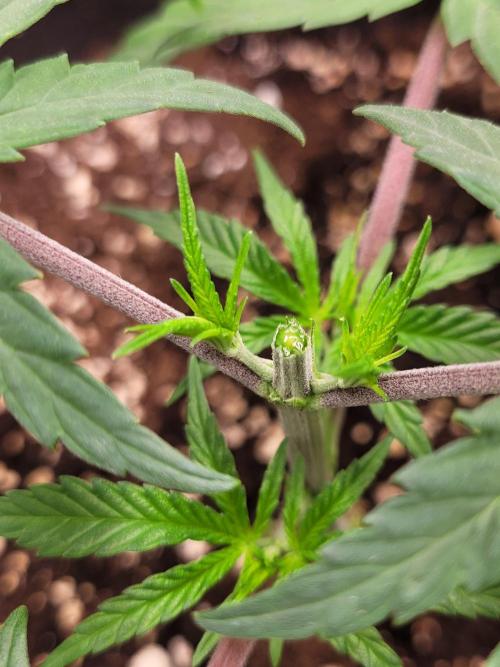 Lets grow some Honey Hash :). Week 4 - she is crying