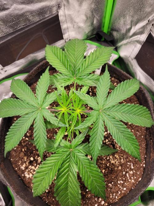 Lets grow some Honey Hash :). Week 4 - 2 days later