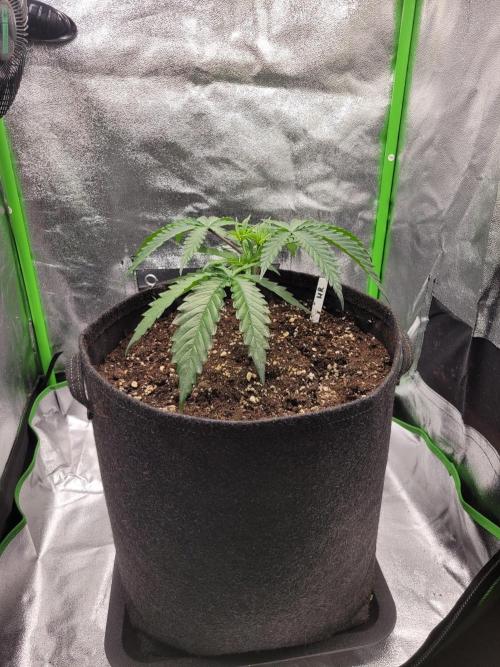 Lets grow some Honey Hash :). Week 4 - 2 days later