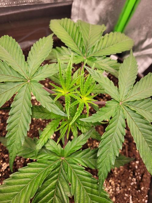 Lets grow some Honey Hash :). Week 4 - 2 days later