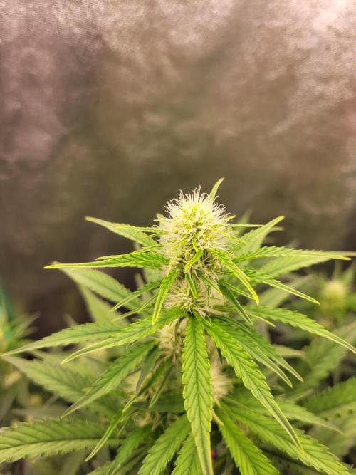 Maybe run for AWC?. Week 5