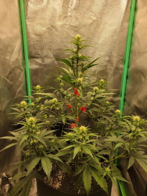 Maybe run for AWC?. Week 5