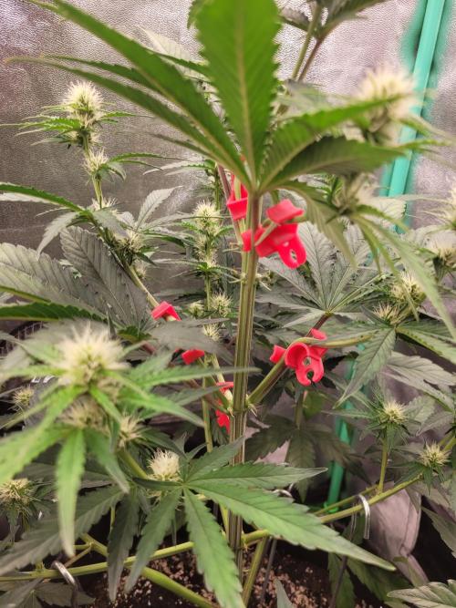 Maybe run for AWC?. Week 5 - clips