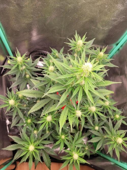 Maybe run for AWC?. Week 5