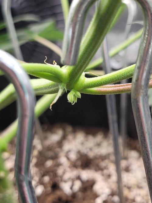 Maybe run for AWC?. Week 5 - Balls