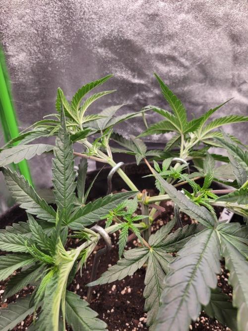 Lets grow some Honey Hash :). Week 5