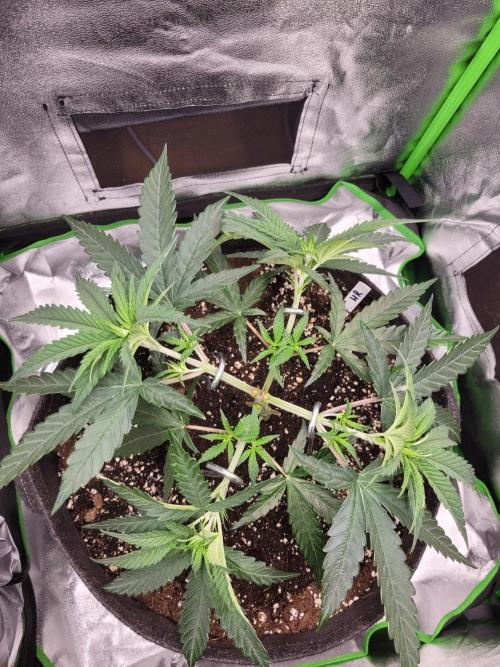 Lets grow some Honey Hash :). Week 5