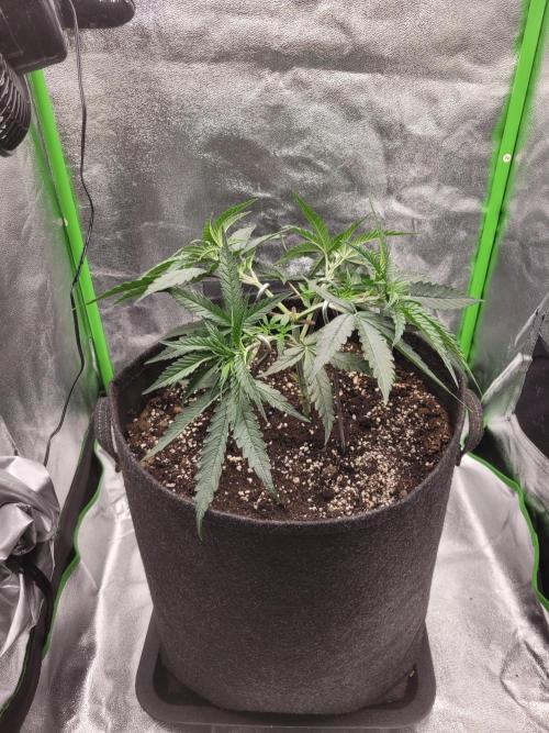 Lets grow some Honey Hash :). Week 5