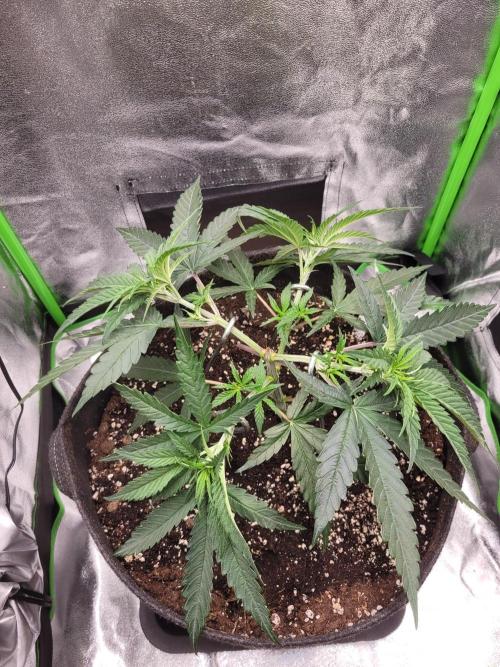 Lets grow some Honey Hash :). Week 5