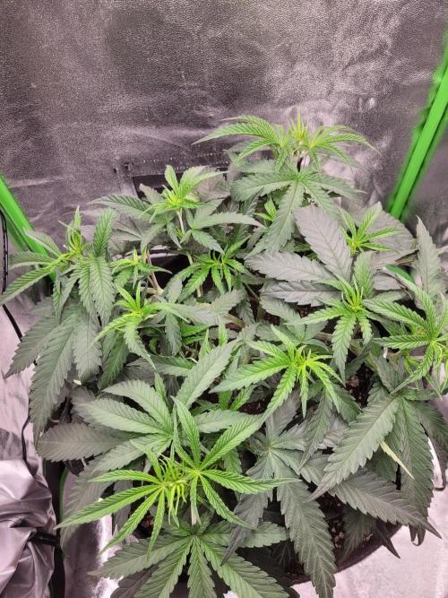 Lets grow some Honey Hash :). Week 6