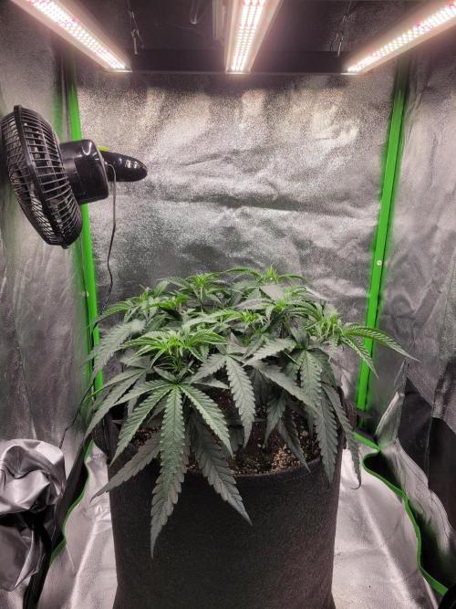 Lets grow some Honey Hash :). Week 6