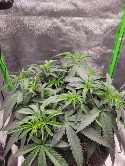 Lets grow some Honey Hash :). Week 6