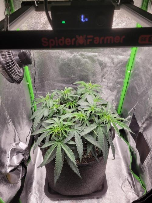 Lets grow some Honey Hash :). Week 6