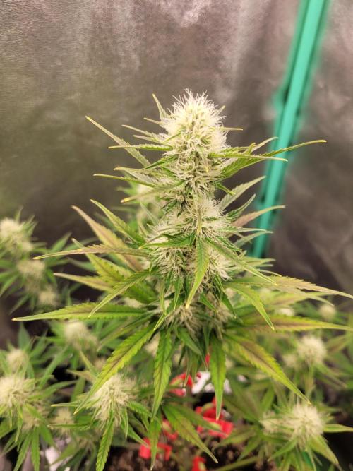 Maybe run for AWC?. Week 6