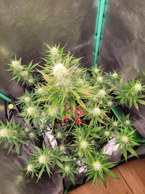 Maybe run for AWC?. Week 6