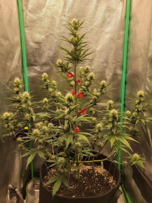 Maybe run for AWC?. Week 6