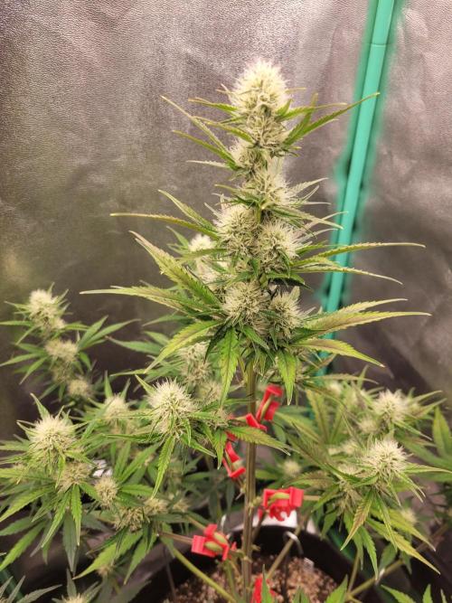 Maybe run for AWC?. Week 6