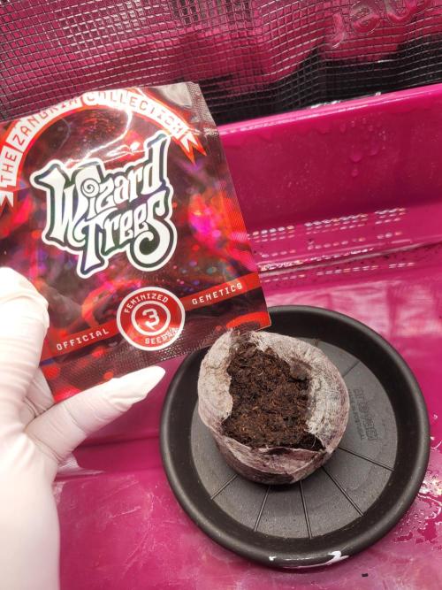 High Hopes and Expectations!. Week 0