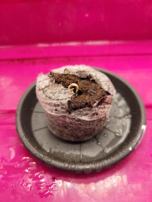 High Hopes and Expectations!. Week 0 - after 3 days