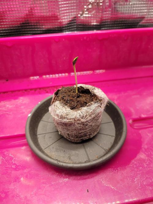 High Hopes and Expectations!. Week 0 - day 4