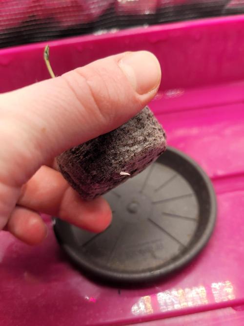 High Hopes and Expectations!. Week 0 - root