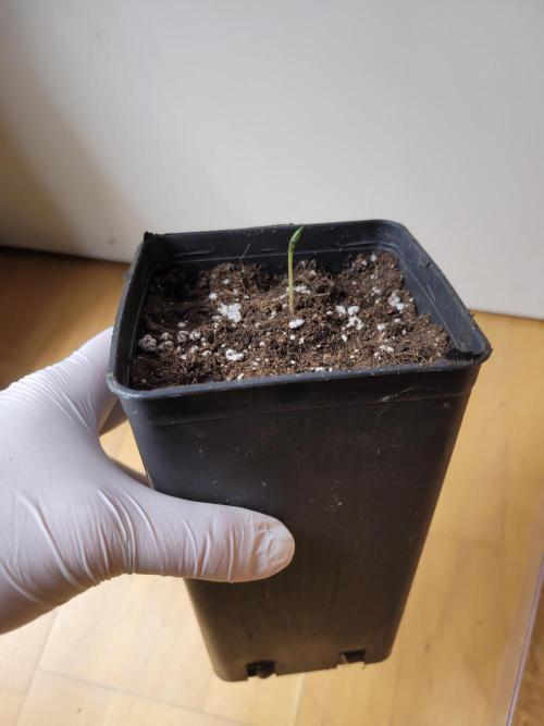 High Hopes and Expectations!. Week 0