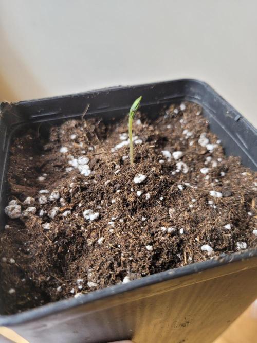 High Hopes and Expectations!. Week 0