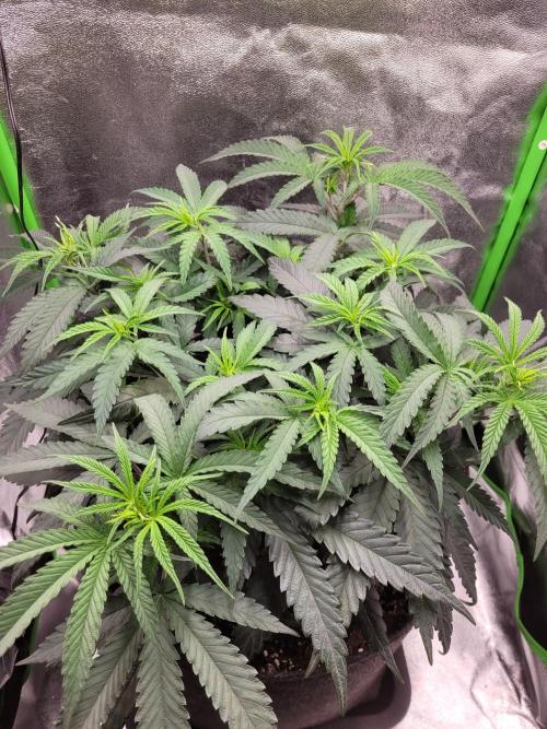 Lets grow some Honey Hash :). Week 7 - before