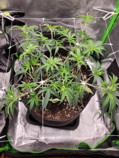 Lets grow some Honey Hash :). Week 7 - after scrog