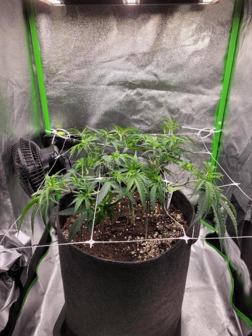 Lets grow some Honey Hash :). Week 7 - after scrog