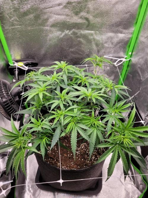 Lets grow some Honey Hash :). Week 7 - 3 days after scrog/now