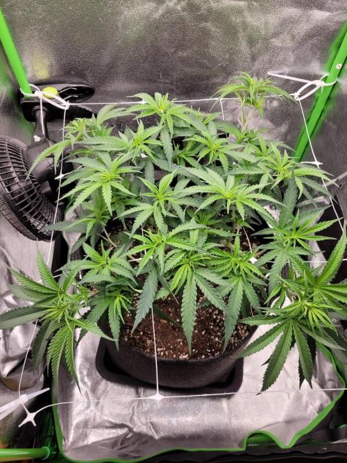 Lets grow some Honey Hash :). Week 7 - 3 days after scrog/now