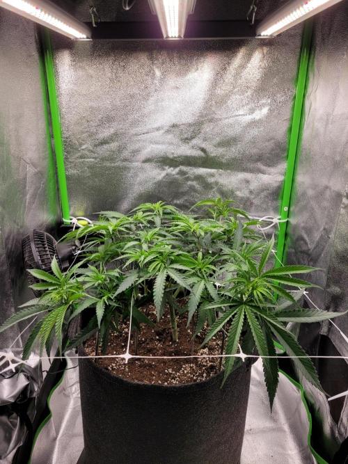 Lets grow some Honey Hash :). Week 7 - 3 days after scrog/now