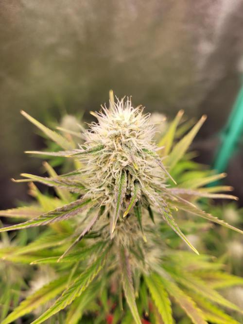 Maybe run for AWC?. Week 7 - Frosty